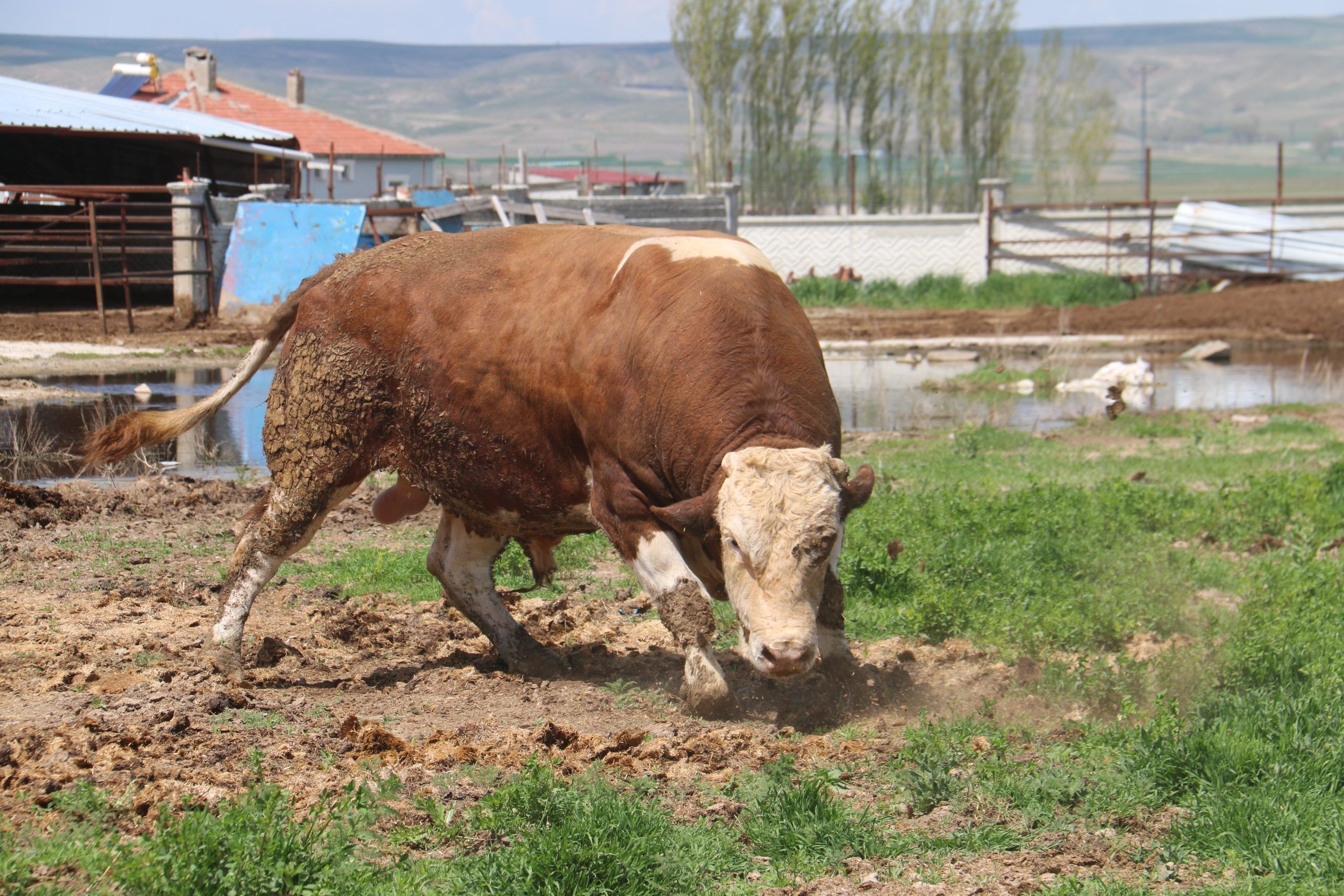 1 Ton 250 Kiloluk Tosun Sivas’ta Görenleri Şaşırtıyor: Fiyatı Dudak Uçuklatıyor!