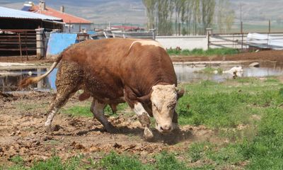 1 Ton 250 Kiloluk Tosun Sivas’ta Görenleri Şaşırtıyor: Fiyatı Dudak Uçuklatıyor!