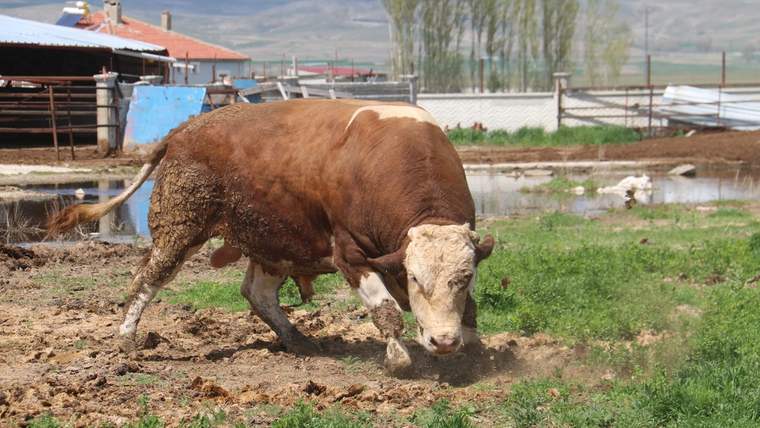 Geniş gövdeli kahverengi ve beyaz başlı bir boğa, çamurlu bir ağılda otların arasında duruyor.