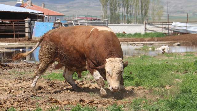 1 Ton 250 Kiloluk Tosun Sivas’ta Görenleri Şaşırtıyor: Fiyatı Dudak Uçuklatıyor!