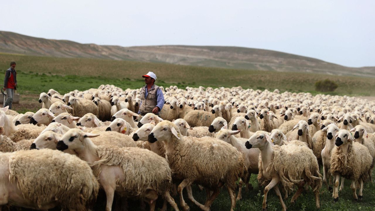 Tarım Destekleri Arttı: Çoban Desteği 116 Bin 100 TL Oldu