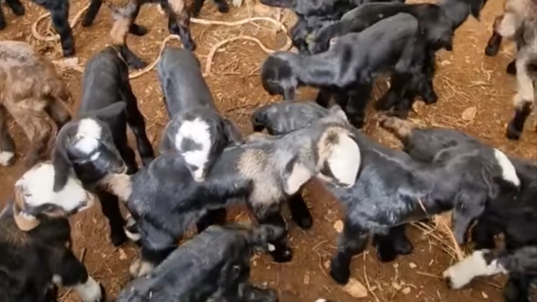 Saman serili toprak zeminde, çoğu siyah ve beyaz renkli çok sayıda oğlak bir arada duruyor.