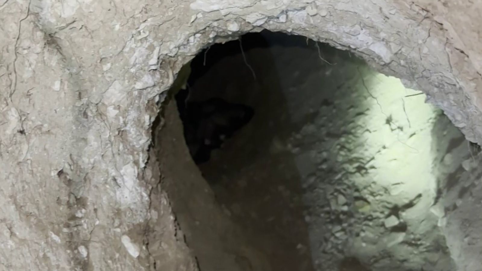 Gürün’de Porsuk Yuvasındaki Kangal Yavrularına Sahip Çıktılar