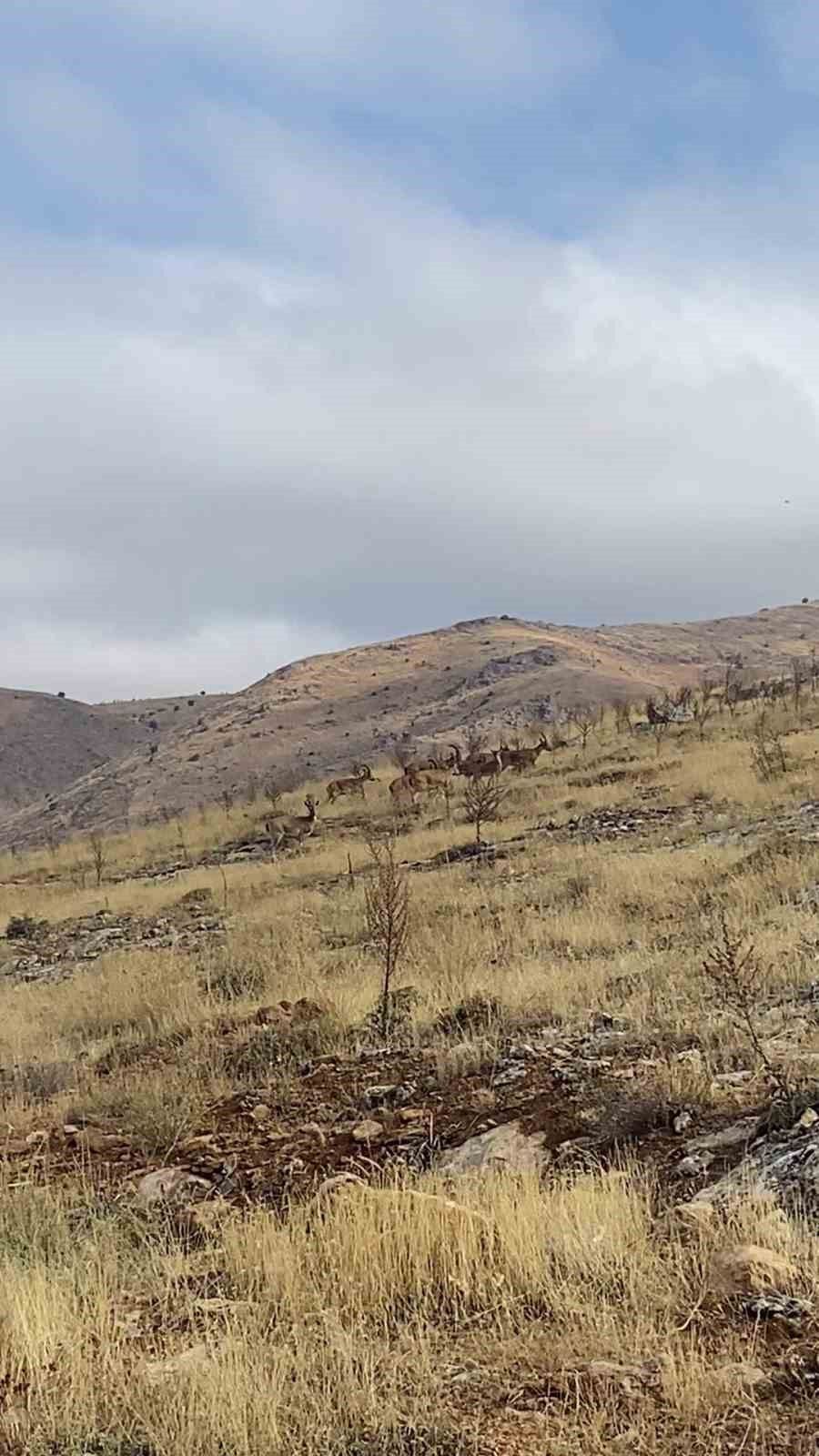 Dağ keçisi sürüsü seyir terası manzarasına dahil oldu