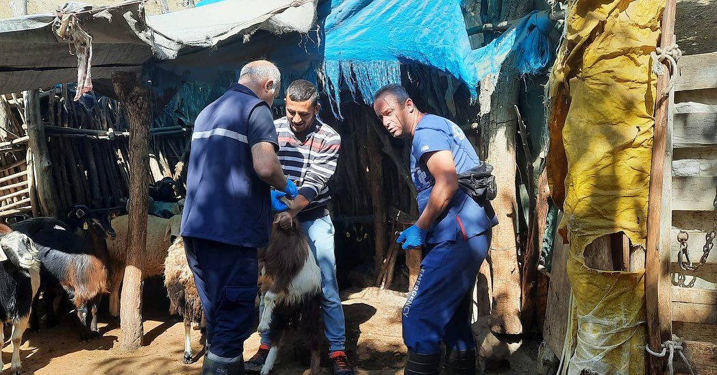 Dar bir barınakta üç kişi, eldivenlerle tuttukları koyunun yanında duruyor; çevrede mavi brandalar var.