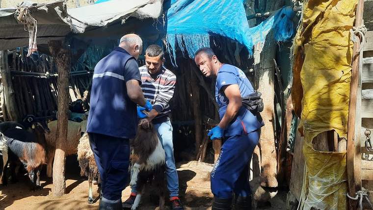 Dar bir barınakta üç kişi, eldivenlerle tuttukları koyunun yanında duruyor; çevrede mavi brandalar var.