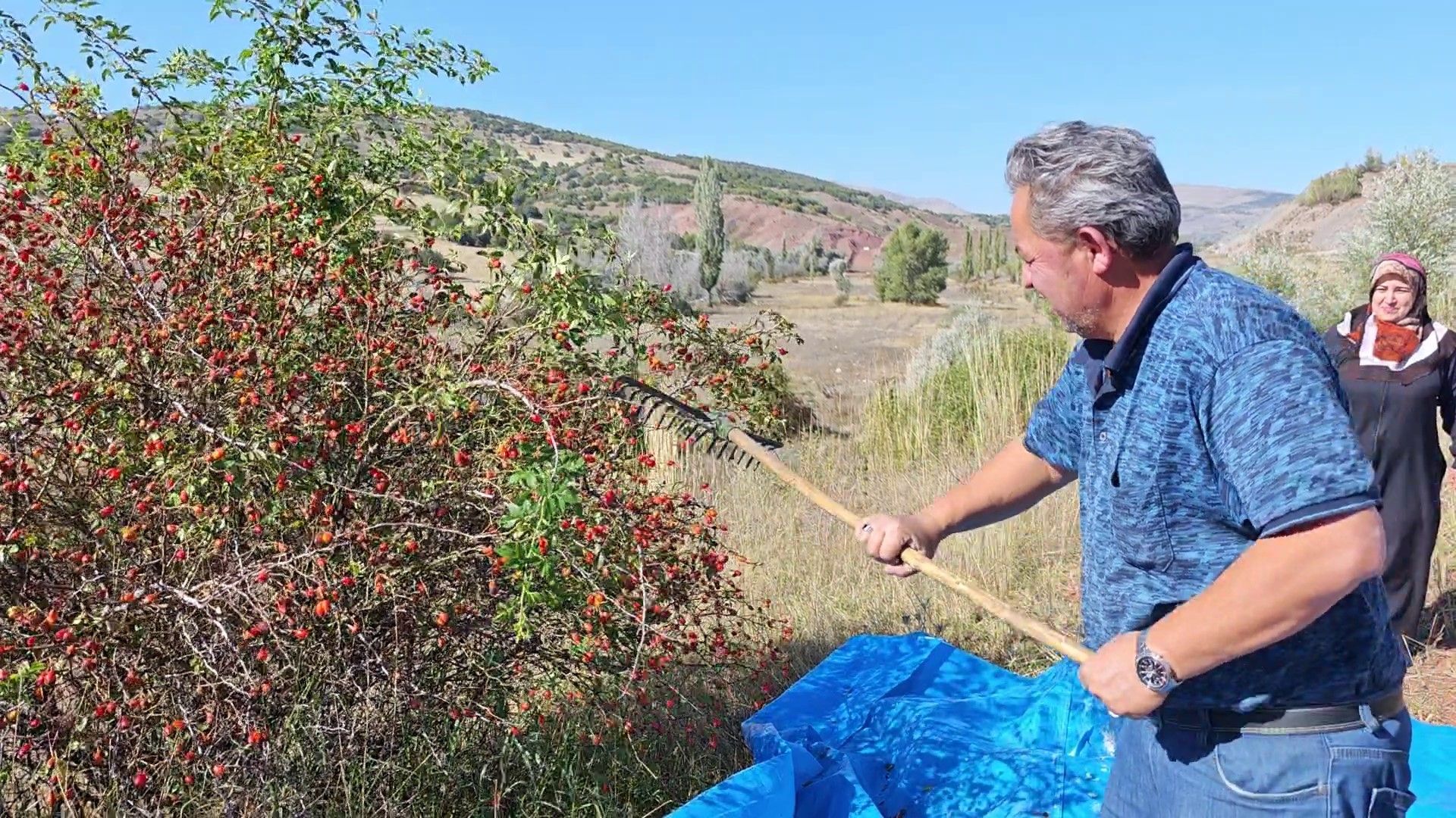 Sivas’ın dağlık bölgelerinde kuşburnu toplama mesaisi