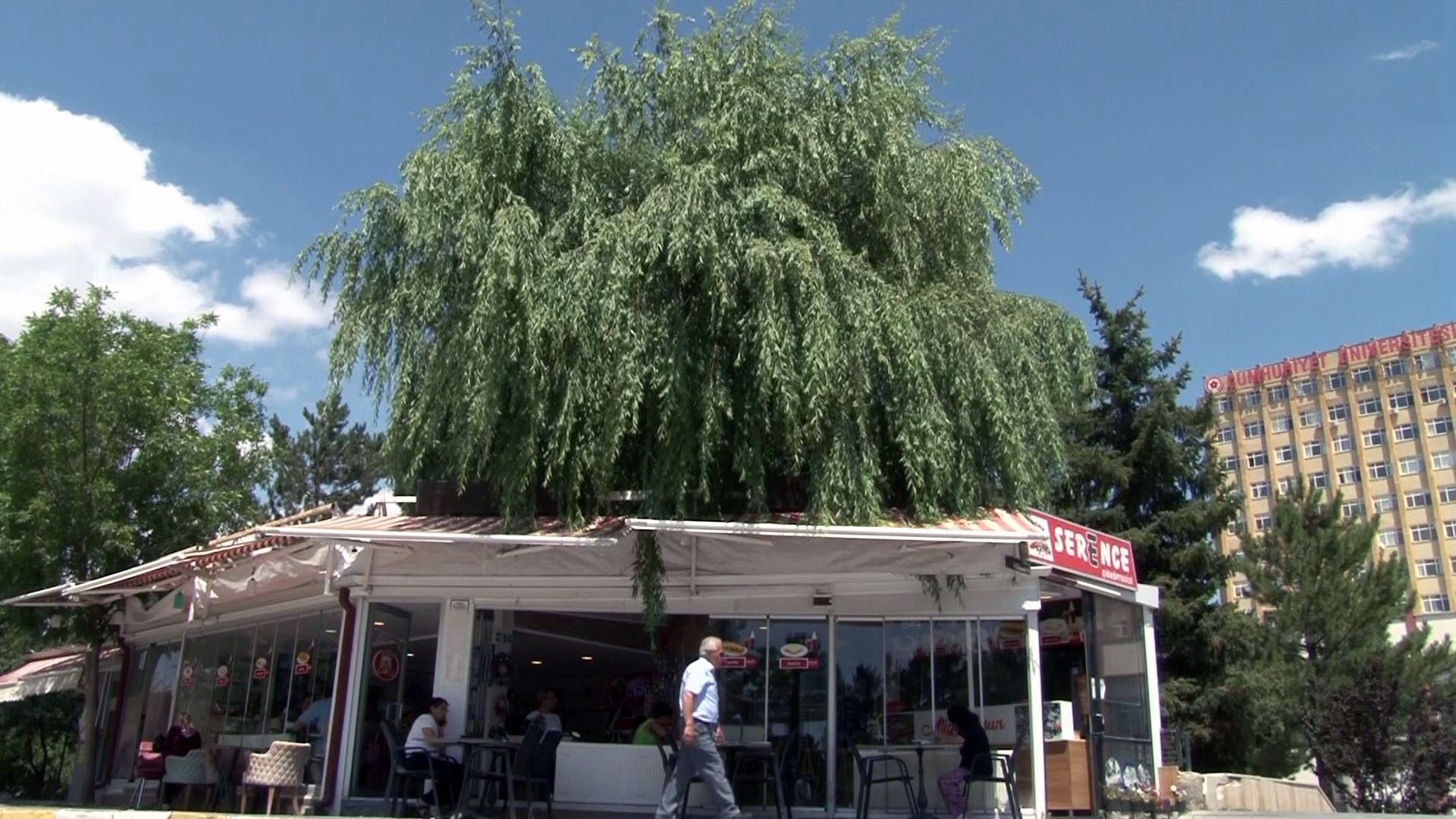 Ağaç dalları, önündeki kafenin çatısına kadar uzanırken dışarıda oturan insanlar görülüyor.