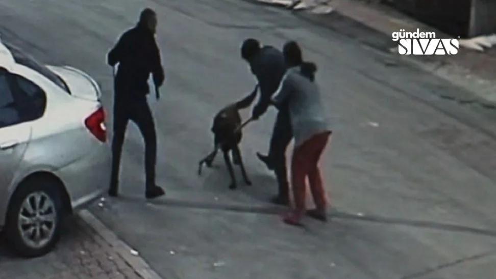 Sivas'ta Köpek Vatandaşlara Saldırdı: 4 Yaralı