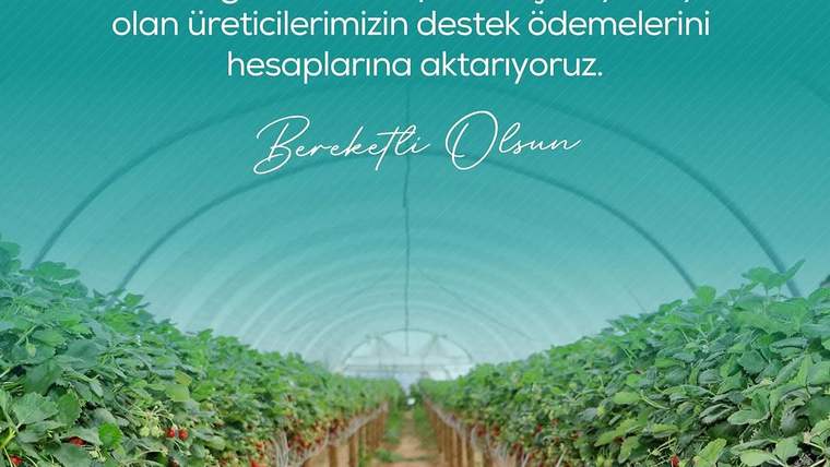 Serada çilek bitkileriyle dolu sıralar, üstte destek mesajı yazılı.