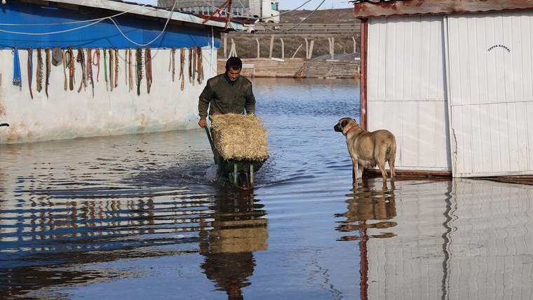 Suda yürüyen bir kişi, elinde samanla birlikte ilerliyor; yanında bir köpek duruyor.