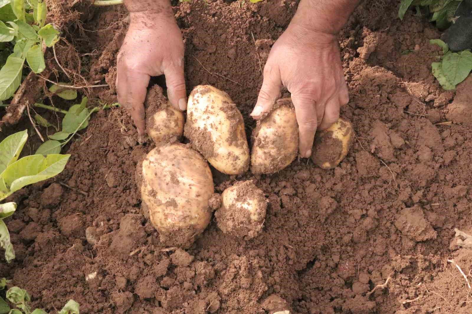 Sivas’ta patates sökümü için gözler 29 Ekim’e çevrildi