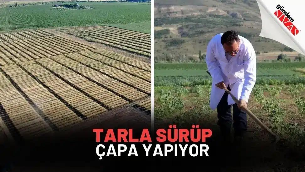 Tarla sürüp çapa yapan bir kişi, arka planda yeşil tarım arazileri görünmekte.