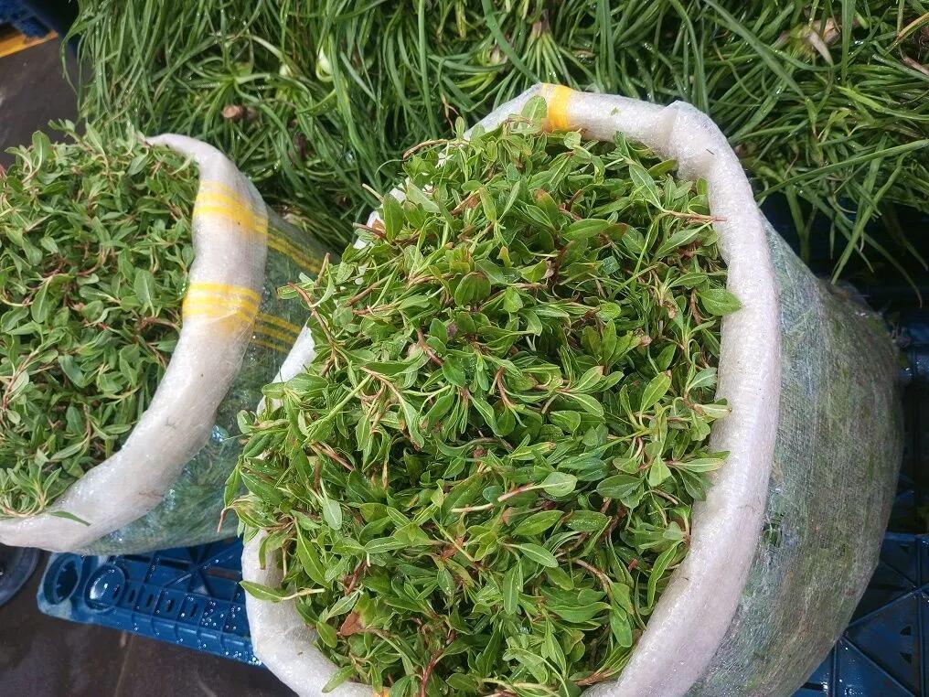 Madımak, Yaşlanmayı Yavaşlatıyor!