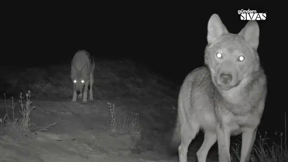 Gece görüşüyle çekilmiş görüntüde, önde bir kurt kameraya bakarken arkada ikinci kurt duruyor.