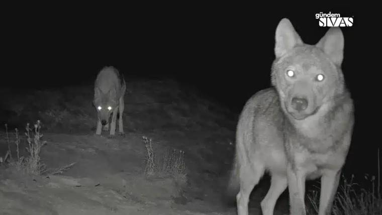 Gece görüşüyle çekilmiş görüntüde, önde bir kurt kameraya bakarken arkada ikinci kurt duruyor.