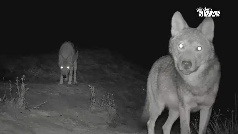 Gece görüşüyle çekilmiş görüntüde, önde bir kurt kameraya bakarken arkada ikinci kurt duruyor.