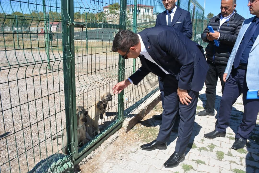 Takım elbiseli bir kişi, tel çitin arkasındaki köpeklere elini uzatırken üç kişi yanında duruyor.