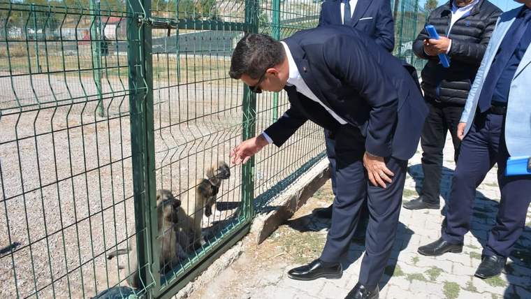 Takım elbiseli bir kişi, tel çitin arkasındaki köpeklere elini uzatırken üç kişi yanında duruyor.