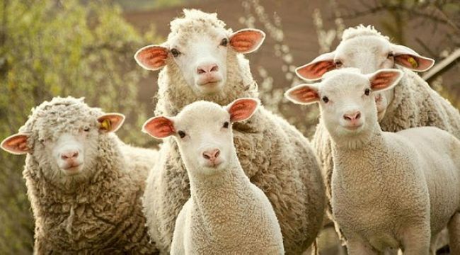 İkinci dönem hayvancılık destekleme başvuruları başlıyor - Birlik Haber Ajansı