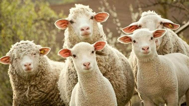 İkinci dönem hayvancılık destekleme başvuruları başlıyor - Birlik Haber Ajansı