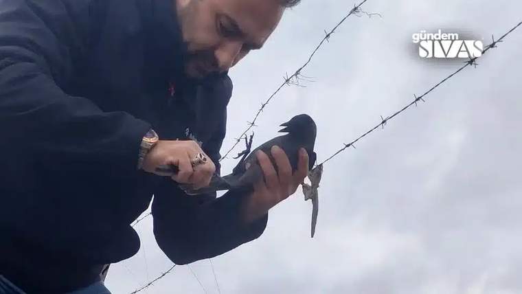 Bir adam, elinde bir karga tutarak, karganın kanadındaki telin çözülmesi için çalışıyor.