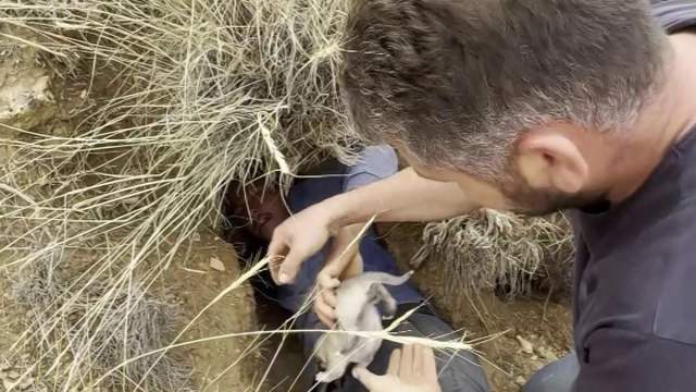 Gürün’de Porsuk Yuvasındaki Kangal Yavrularına Sahip Çıktılar