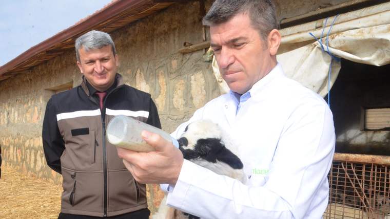 Amasya'da süt kuzuları anneleriyle buluştu - Birlik Haber Ajansı