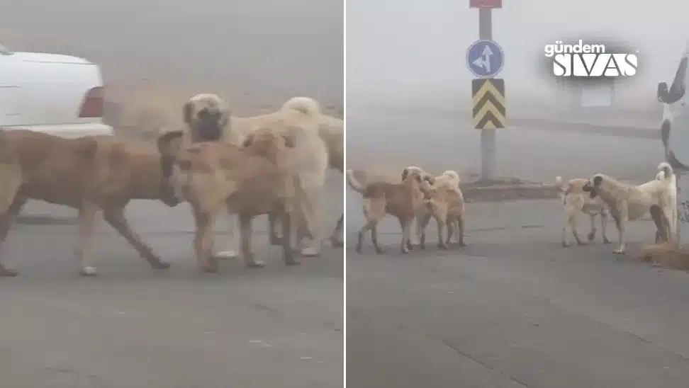 Vatandaşlar, Sokak Köpeklerinden Rahatsız
