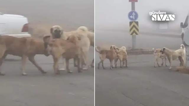 Vatandaşlar, Sokak Köpeklerinden Rahatsız