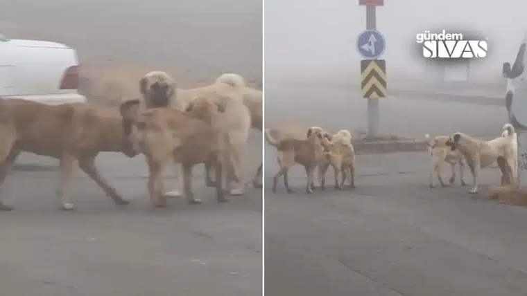 Üç sokak köpeği, bir yolun ortasında yürüyerek geçiyor.