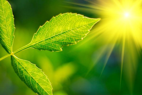 Mikroplastik kabusu büyüyor: Gıda üretimi tehdit altında, açlık riski artıyor - Birlik Haber Ajansı