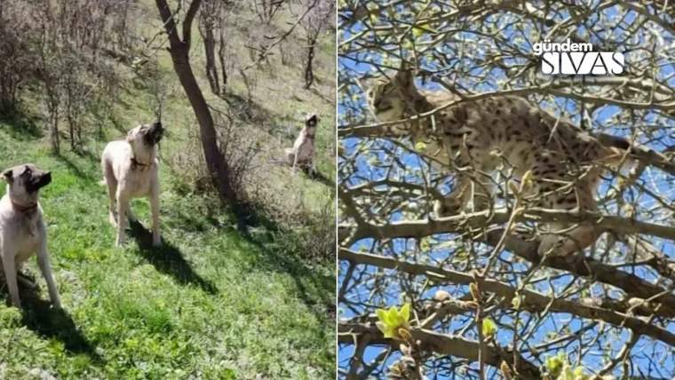 Ağaçta tırmanmış bir vaşak, altında iki köpek ağaçlık alanda duruyor.
