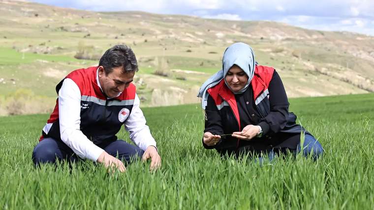 Yeşil tarlada oturan iki kişi, bitkileri inceliyor ve telefonla not alıyor.