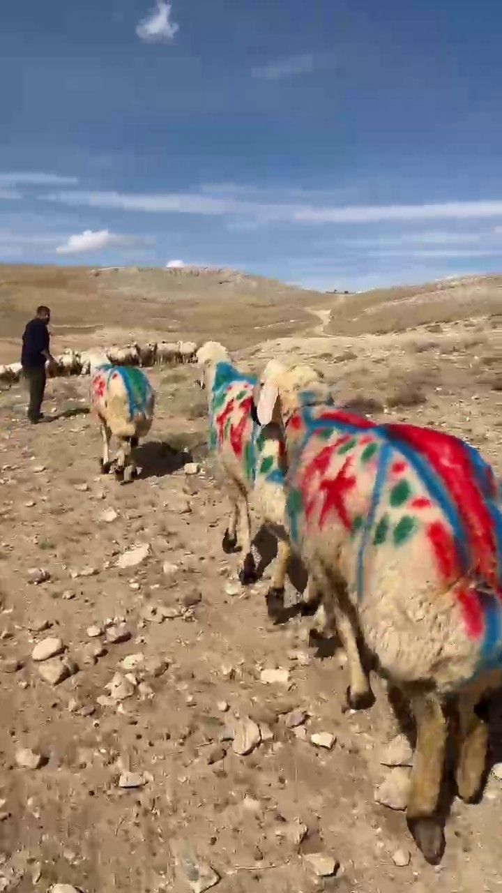 Mahken köyünde kuzuların zamanı nasıl planlanıyor?