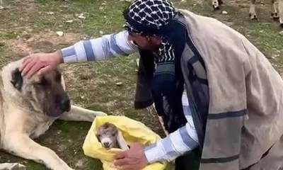 Sivas'ta Yeni Doğan Kuzuyla Duygulandıran Bağ