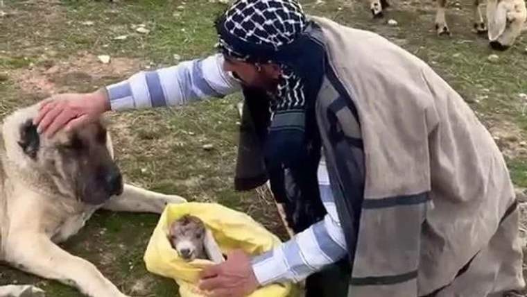 Bir kişi, sarı bir örtü içindeki küçük kuzuyu tutarken yanında duran koyuna uzanıyor.