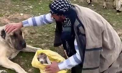 Sivas'ta Yeni Doğan Kuzuyla Duygulandıran Bağ