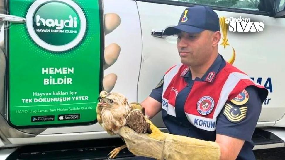 Yaralı  Şahine Jandarma Ekiplerinden Yardım