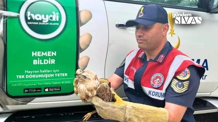 Yaralı Şahine Jandarma Ekiplerinden Yardım
