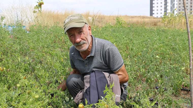 Bir adam, yeşil bir alanda diz çökerek sebze yetiştiren bitkilerin arasında duruyor.