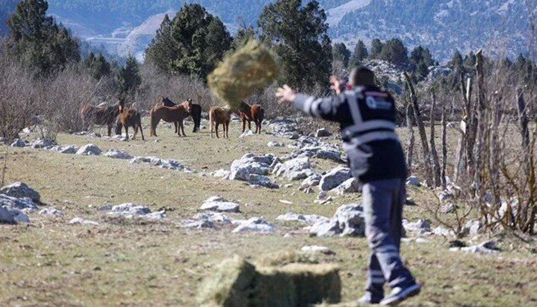 Yılkı atları için seferberlik! Eynif Merası'na yiyecek bırakıldı - Birlik Haber Ajansı
