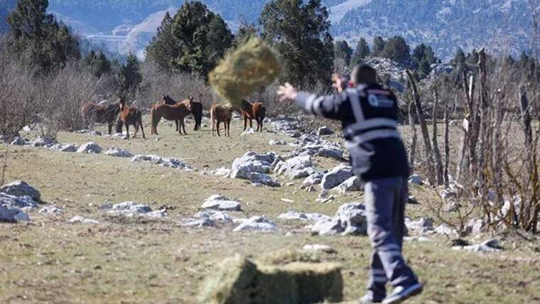 Bir kişi, dağlık merada bulunan atlara doğru elindeki samanı savururken görülüyor.