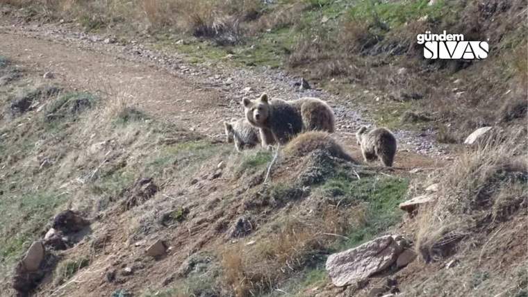 Kayalık ve kuru otlarla kaplı yamaçta, biri yavru görünen üç ayı birlikte duruyor.