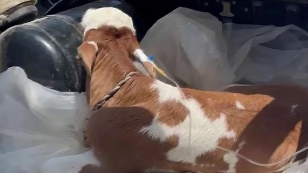 Sivas’ta Duygulandıran Görüntü: Hasta Buzağıyı Serumla Özel Aracında Veterinere Yetiştirdi