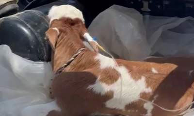 Sivas’ta Duygulandıran Görüntü: Hasta Buzağıyı Serumla Özel Aracında Veterinere Yetiştirdi