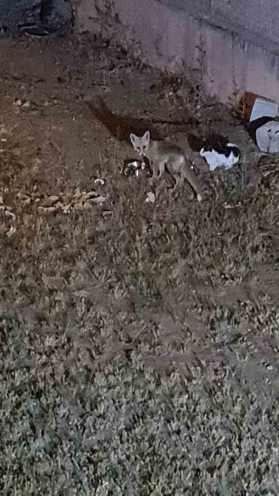 Her akşam gelip kedilerle aynı kaptan mama yiyor