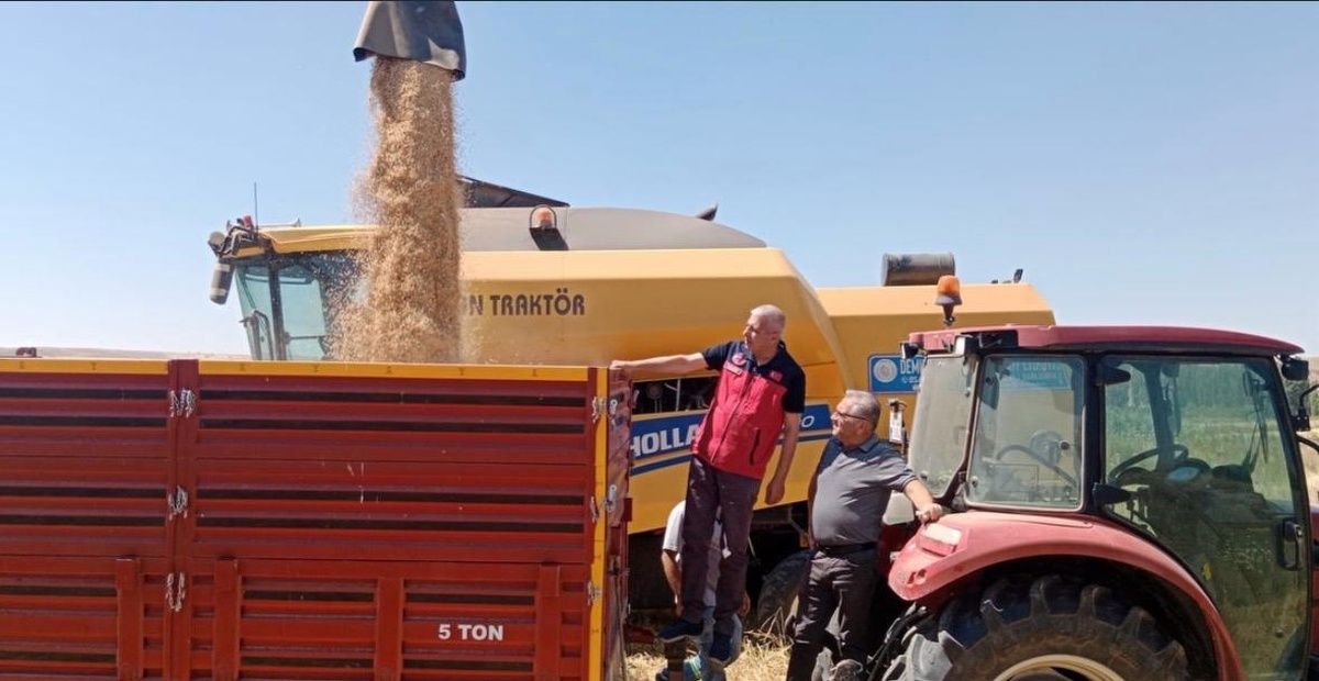 Kırmızı römorkta biriken tahıl, traktörün üstündeki borudan dökülürken iki kişi yanında duruyor.