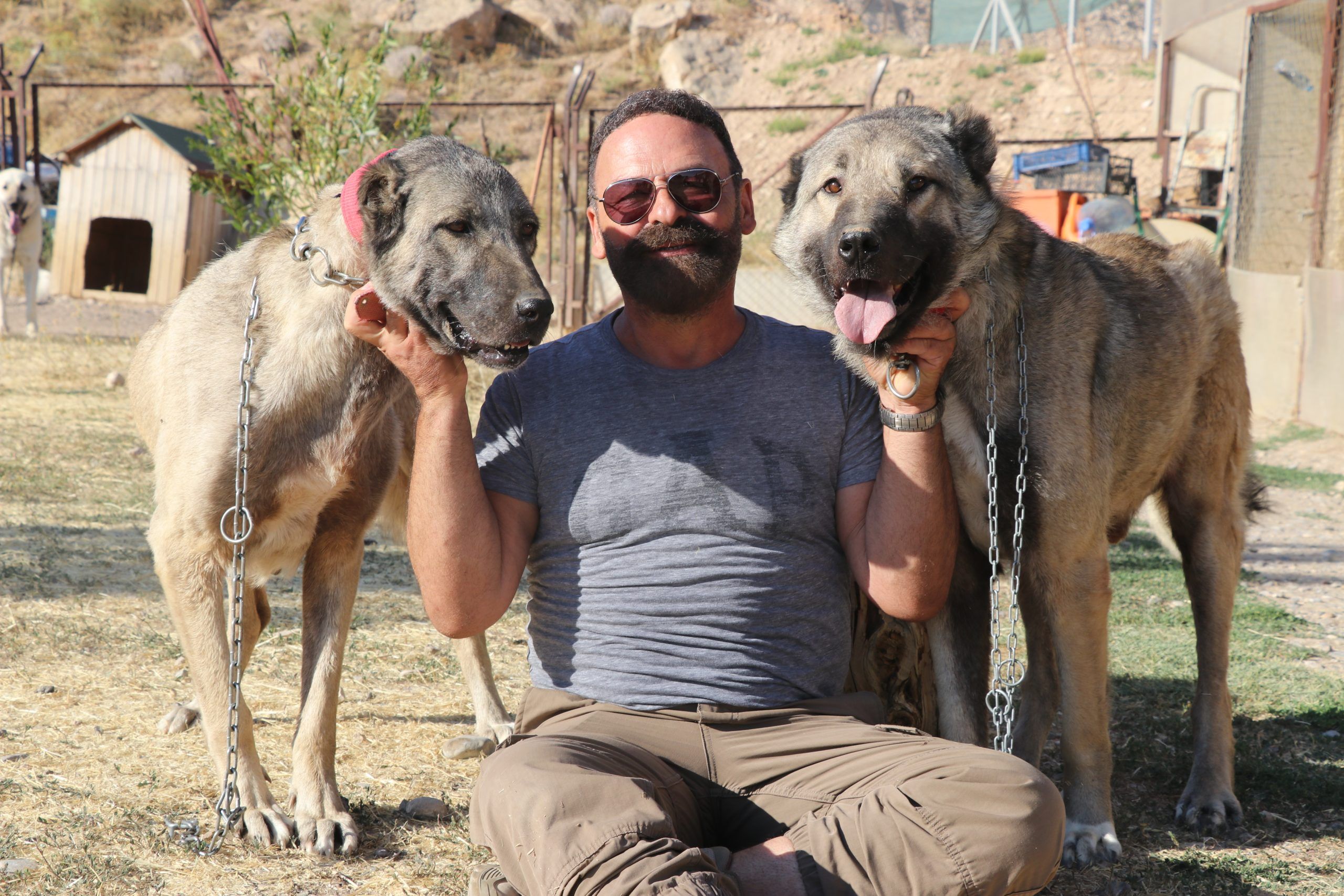 İki Kangal köpeği, bir adamın yanlarında oturduğu bir alanda gülümsemekte.