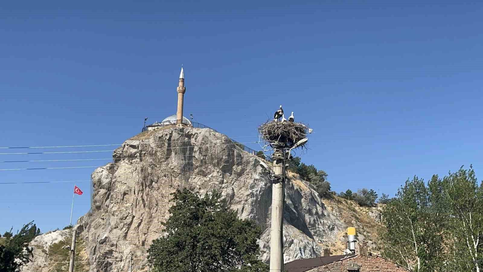 Her yıl dönen leylekler Sivas mahallesinde nasıl bir döngü kurdu
